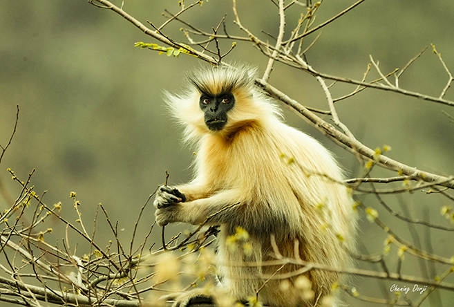 Chening, Golden Langur, Wangdigang, Zhemgang