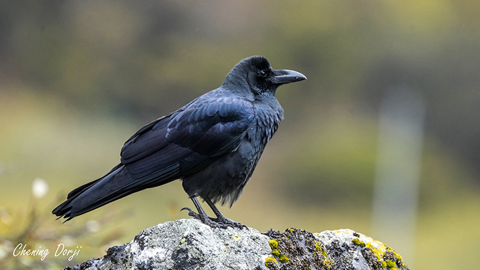 Common Raven, Jomolhari base, Chening
