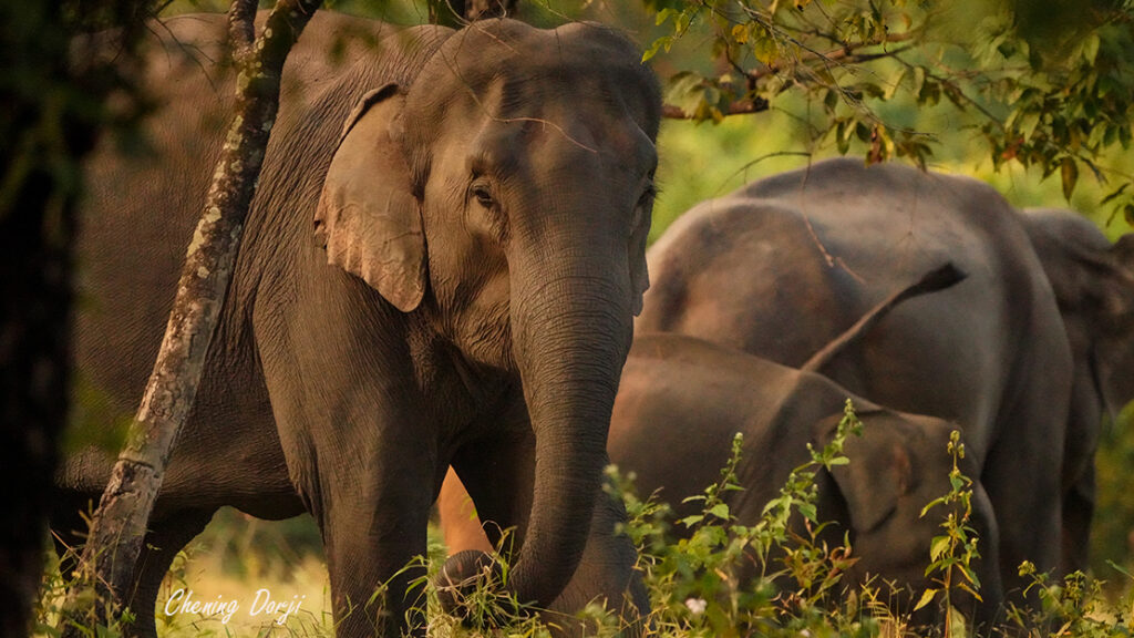 Elephent, Chening, Gelephu (25)