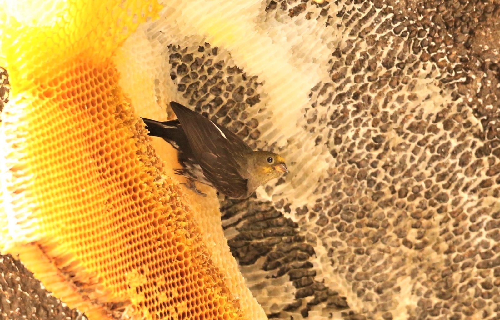 Main image for Yellow-rumped Honeyguide tour package