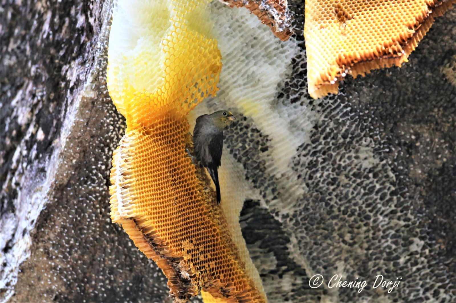 Main image for Yellow-rumped Honeyguide